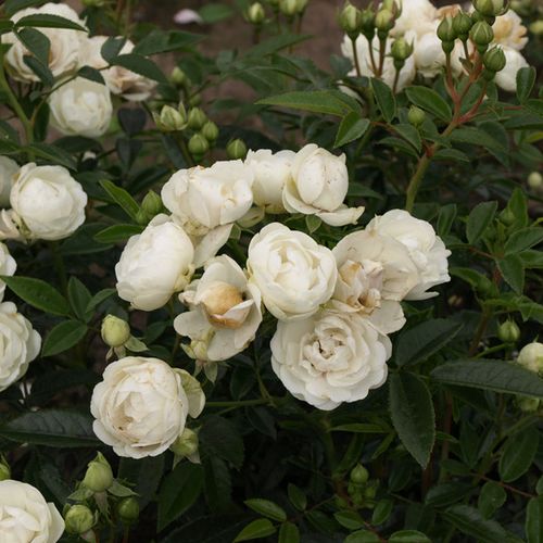 Gärtnerei - Rosa Snövit™ - weiß - polyantharosen - duftlos - D.A. Koster, F.J. Grootendorst - Gruppenweise, traubenartig, robust blühende Blüten. Gruppenweise gepflanzt dekorativ.